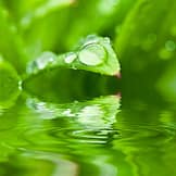 water on leaf 