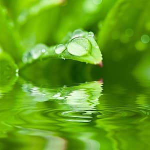 water on leaf 